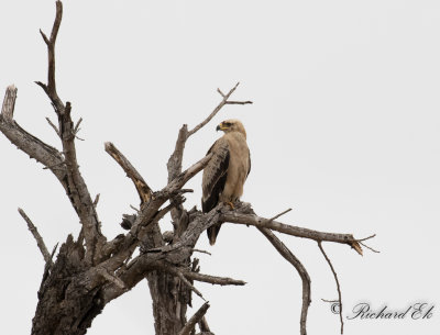 Savannrn - Tawny Eagle (Aquila rapax)