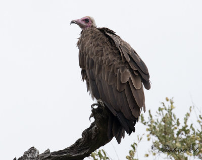 Kappgam - Hooded Vulture (Necrosyrtes monachus)
