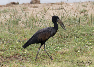 Afrikansk gapnbbsstork - African Openbill (Anastomus lamelligerus)