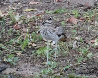 Vattentjockfot - Water Thick-knee (Burhinus vermiculatus)