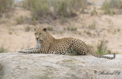 Leopard - African Leopard (Panthera pardus)