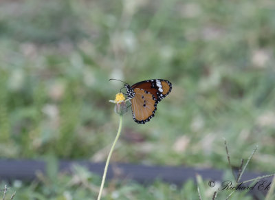 Afrikansk monark - African Monarch (Danaus chrysippus aegyptius)