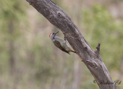 Kardinalspett - Cardinal Woodpecker (Dendropicos fuscescens)