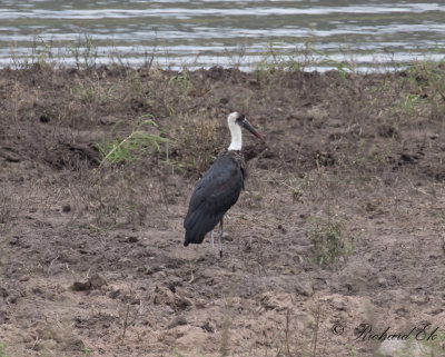 Woolly-necked Stork (Ciconia episcopus)