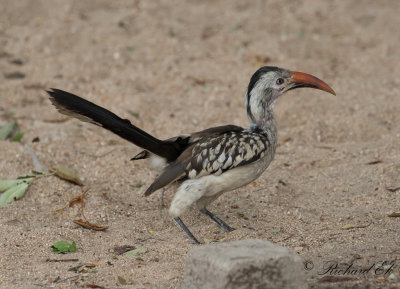 Sydlig rdnbbstoko - Southern Red-billed Hornbill (Tockus rufirostris)