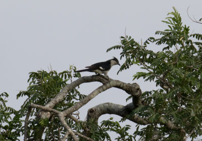 Jakobinskatgk - Jacobin Cuckoo (Clamator jacobinus)
