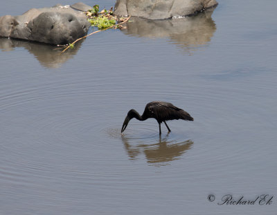 Afrikansk gapnbbsstork - African Openbill (Anastomus lamelligerus)