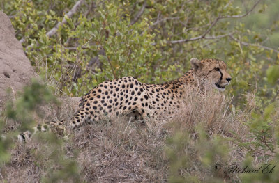 Gepard - Cheetah (Acinonyx jubatus)