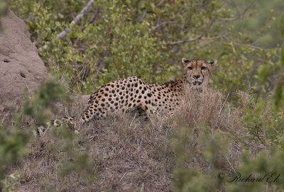Gepard - Cheetah (Acinonyx jubatus)