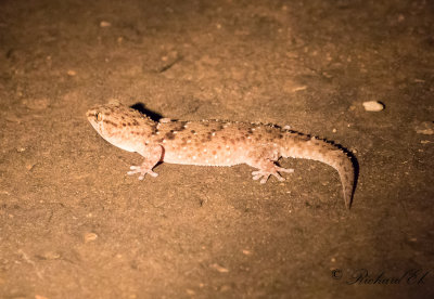 Turner's Thick-toed Gecko (Pachydactylus turneri)
