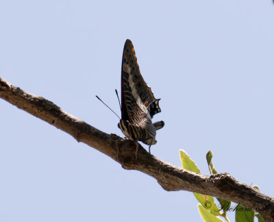 Foxy Emperor (Charaxes jasius saturnus)