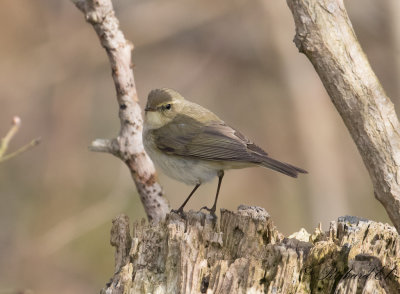 Gransångare - Common Chiffchaff ·(Phylloscopus collybita)