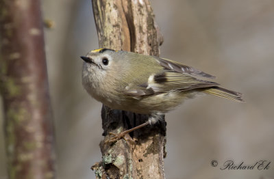 Kungsfågel - Goldcrest (Regulus regulus)
