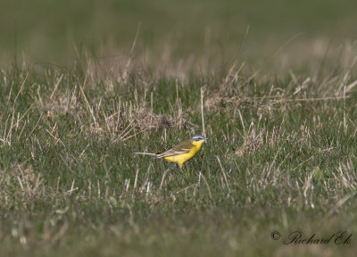 Gulärla - Yellow Wagtail (Motacilla flava)