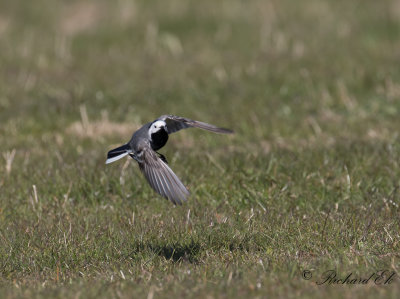 Sädesärla - White Wagtail (Motacilla alba)