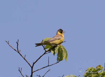 Svarthuvad sparv - Black-headed Bunting (Emberiza melanocephala)