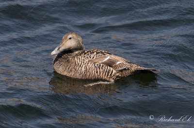 Ejder - Common Eider (Somateria mollissima)