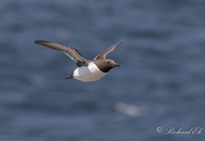 Sillgrissla - Guillemot (Uria aalge)