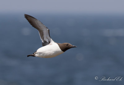 Sillgrissla - Common Murre (Uria aalge)