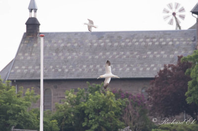 Havssula - Northern gannet (Morus bassanus)