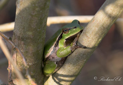 Lvgroda - European tree frog (Hyla arborea)
