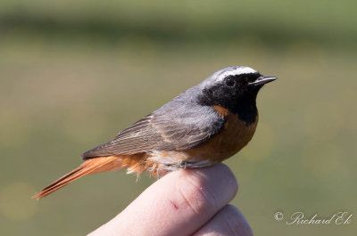 Rödstjärt - Common Redstart (Phoenicurus phoenicurus)