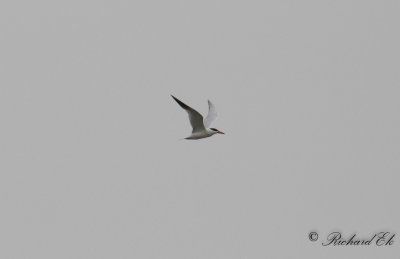 Skräntärna - Caspian Tern (Sterna caspia)