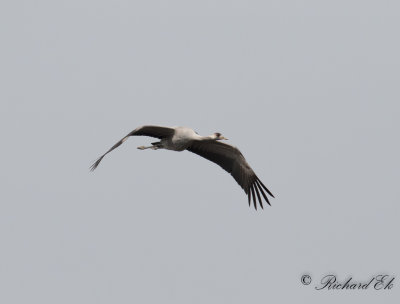 Trana - Common Crane (Grus grus)