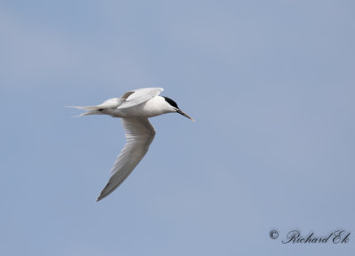 Kentsk tärna - Sandwich Tern ( Sterna sandvicensis)