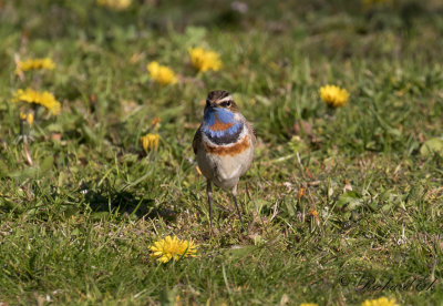 Blåhake - Bluethroat (Luscinia svecica)
