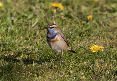 Blåhake - Bluethroat (Luscinia svecica)