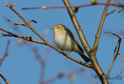 Lövsångare - Willow Warbler (Phylloscopus trochilus)