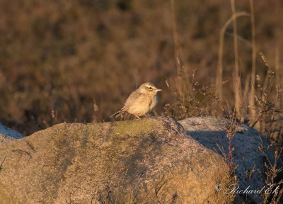 Fältpiplärka - Tawny Pipit (Anthus campestris)
