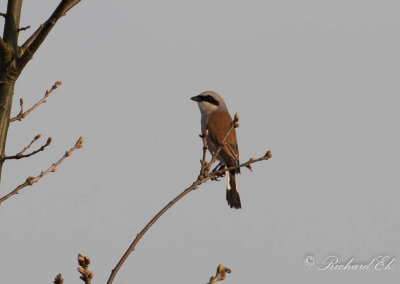 Trnskata - Red-backed Shrike (Lanius collurio)