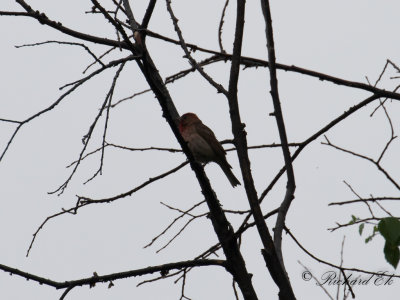 Rosenfink - Common Rosefinch (Carpodacus erythacus kubanensis)