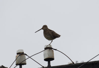 Enkelbeckasin - Common Snipe (Gallinago gallinago)