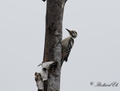 Vitryggig hackspett - White-backed Woodpecker (Dendrocopos leucotos)