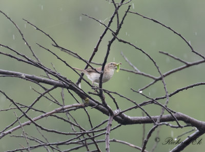 Sibirisk gransngare - Siberian Chiffchaff (Phylloscopus collybita tristis)