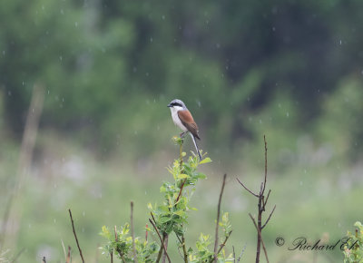 Trnskata - Red-backed Shrike (Lanius collurio)