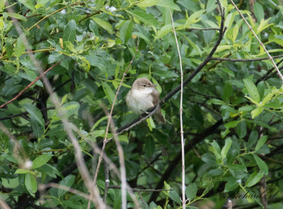 Busksngare - Blyth's Reed Warbler (Acrocephalus dumetorum)