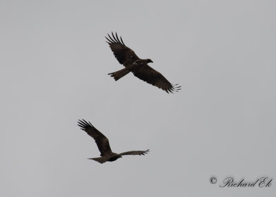 Brun glada - Black Kite (Milvus migrans)