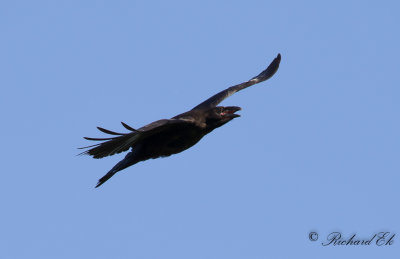 Korp - Northern Raven (Corvus corax)