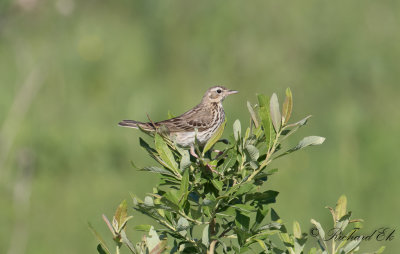 ngspiplrka - Meadow Pipit (Anthus pratensis)