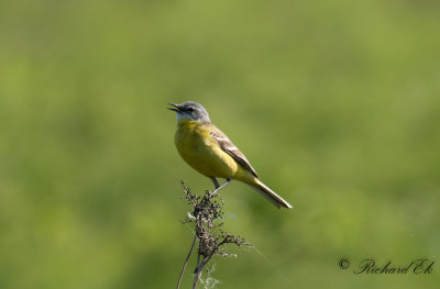 Gulrla - Western Yellow Wagtail (Motacilla flava)