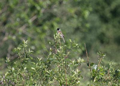 Svsparv - Reed Bunting (Emberiza schoeniclus)