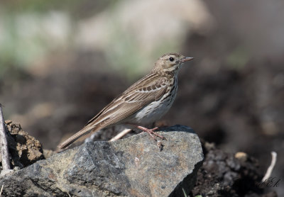 ngspiplrka - Meadow Pipit (Anthus pratensis)