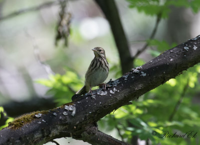 Trdpiplrka - Tree Pipit (Anthus trivialis)