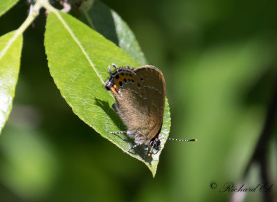 Busksnabbvinge - Black Hairstreak (Satyrium pruni) 