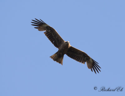 Brun glada - Black Kite (Milvus migrans)