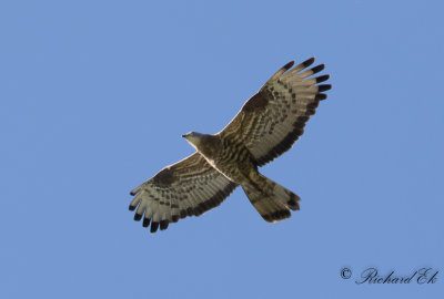 Bivrk - Honey Buzzard (Pernis apivorus)